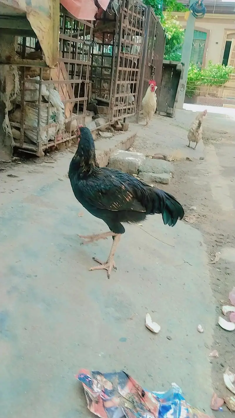 MashaAllah Full nice Hens and Cooks — photo 3