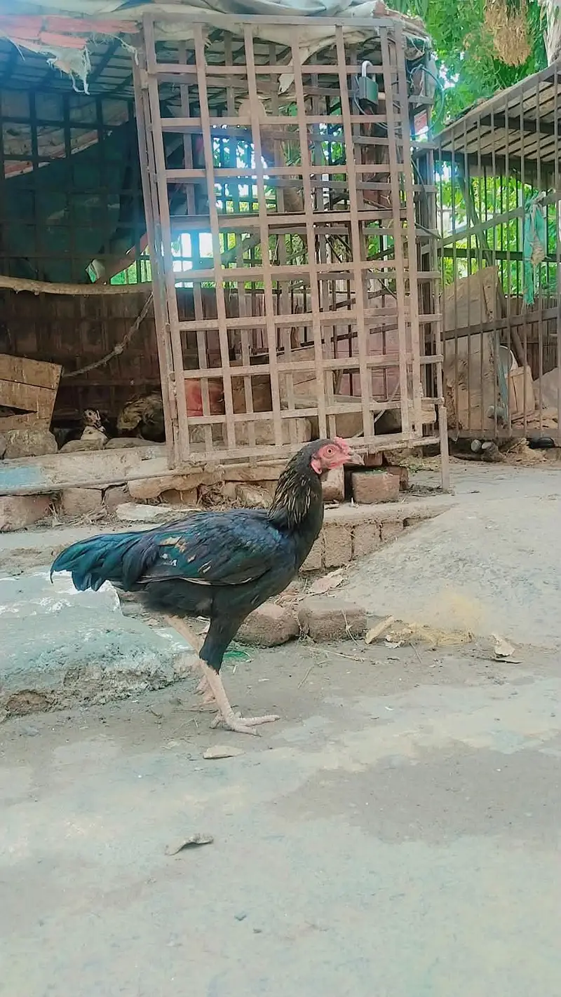 MashaAllah Full nice Hens and Cooks — photo 4