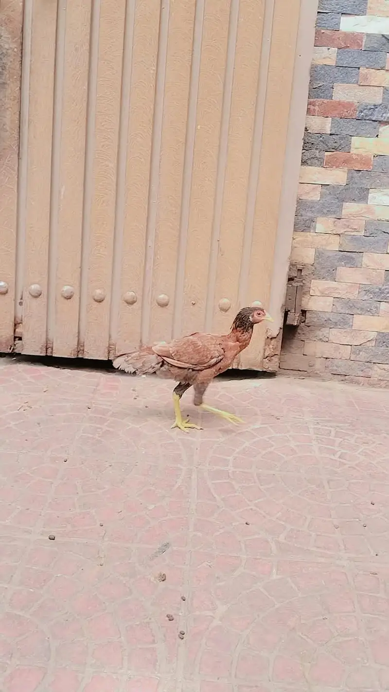 MashaAllah Full nice Hens and Cooks — photo 5