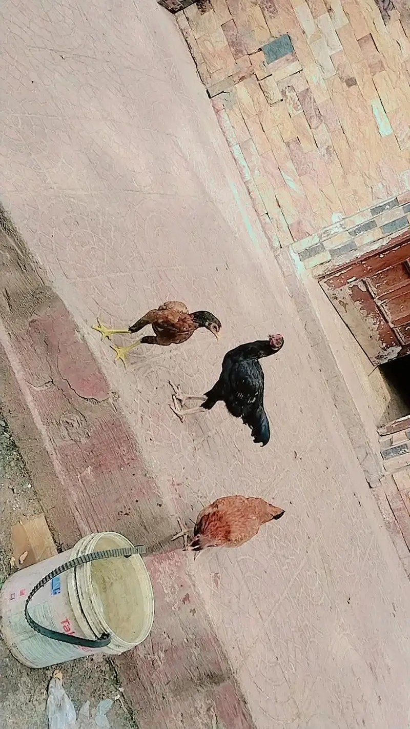 MashaAllah Full nice Hens and Cooks — photo 6