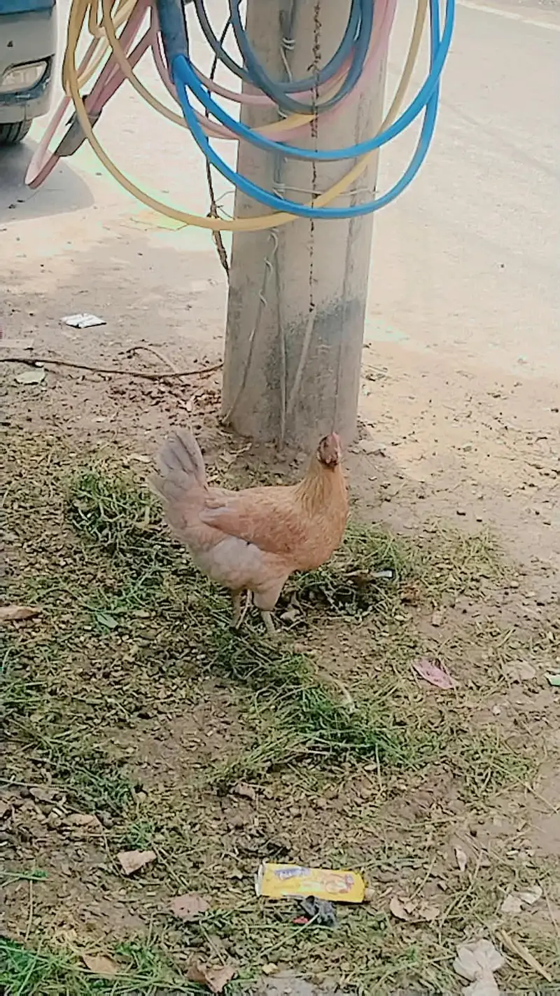 MashaAllah Full nice Hens and Cooks — photo 7