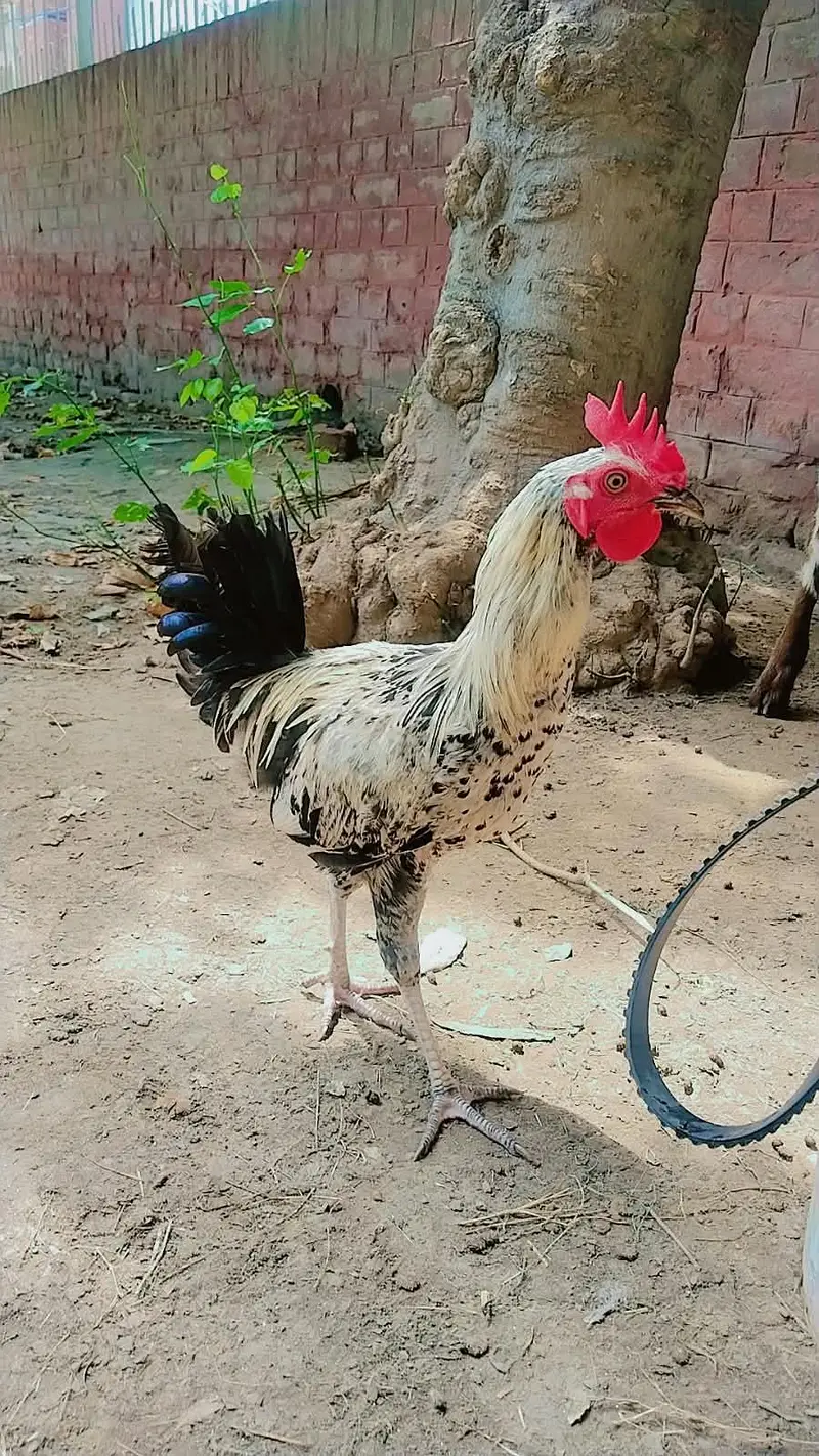 MashaAllah Full nice Hens and Cooks — photo 8