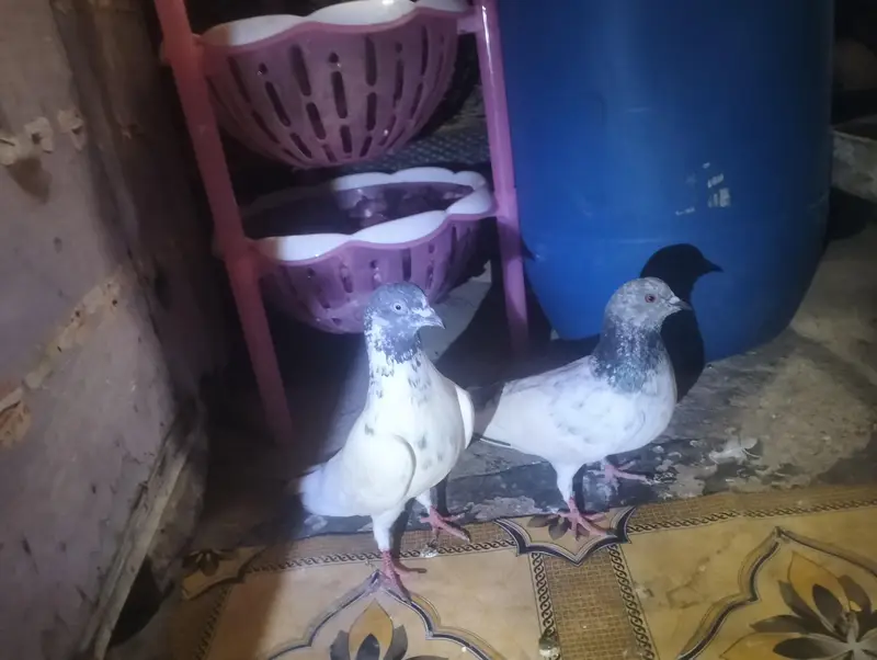 jora lga hua — photo 2