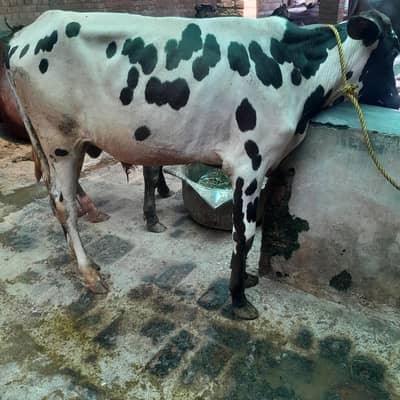 Cholistani Bachra for Sale