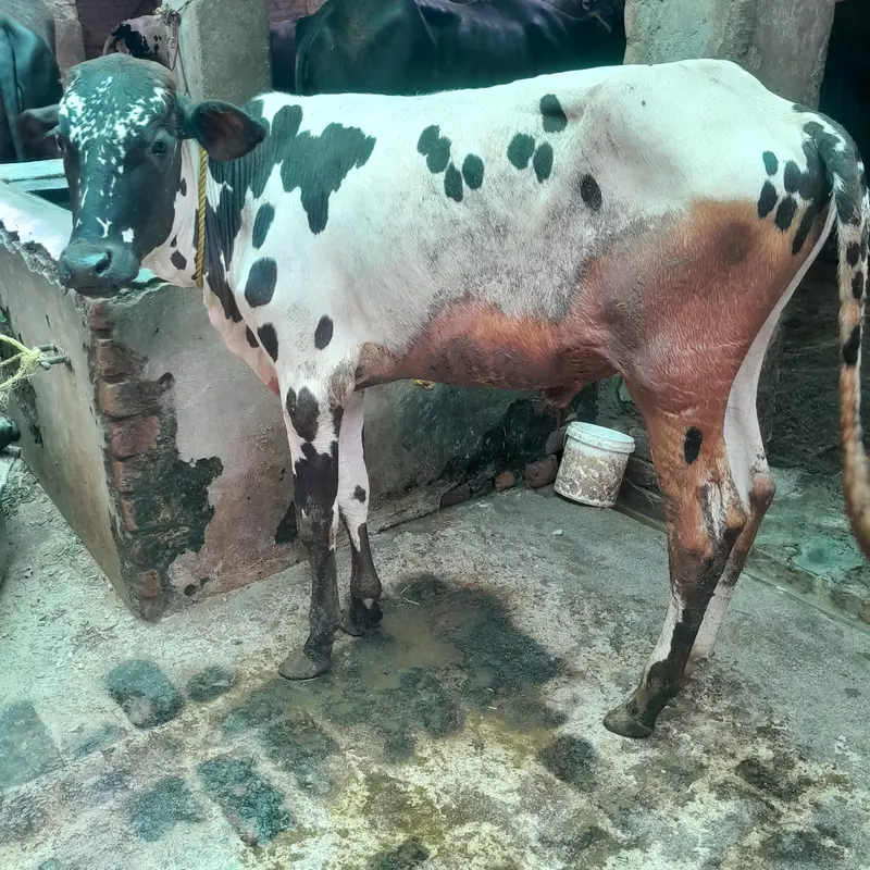 Cholistani Bachra for Sale — photo 2