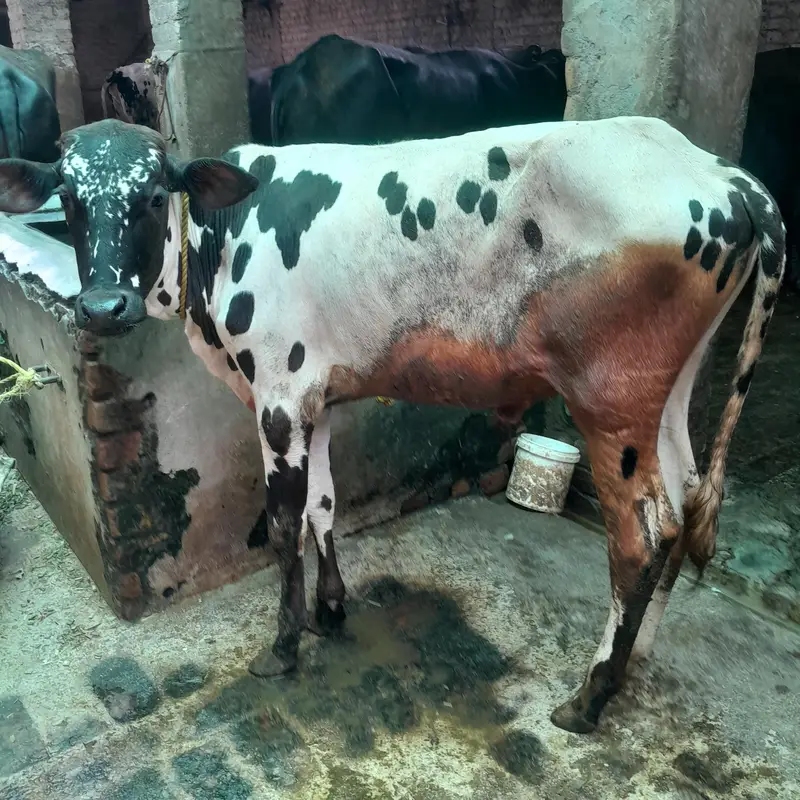 Cholistani Bachra for Sale — photo 3