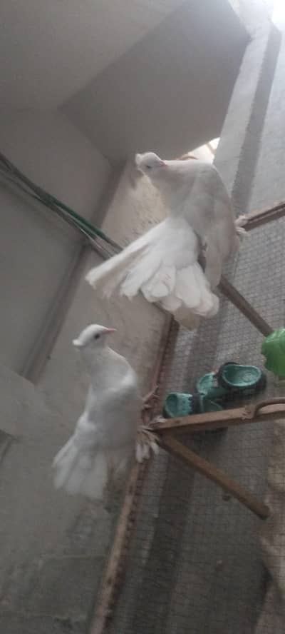 American & English Fantail Lakha Breeder For Sale