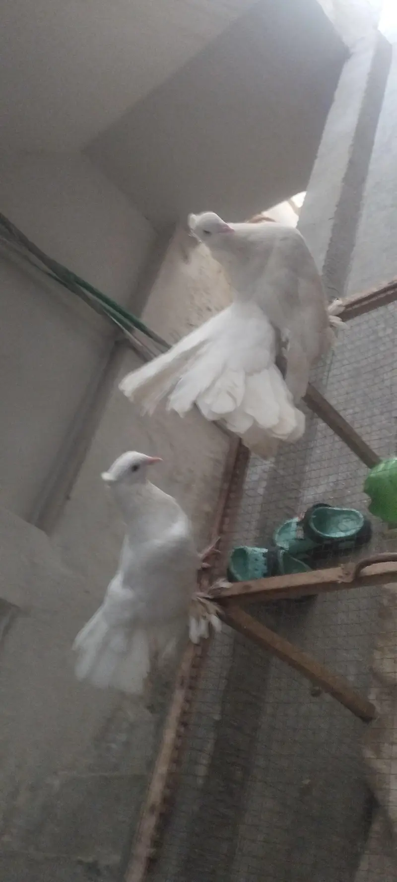 American & English Fantail Lakha Breeder For Sale
