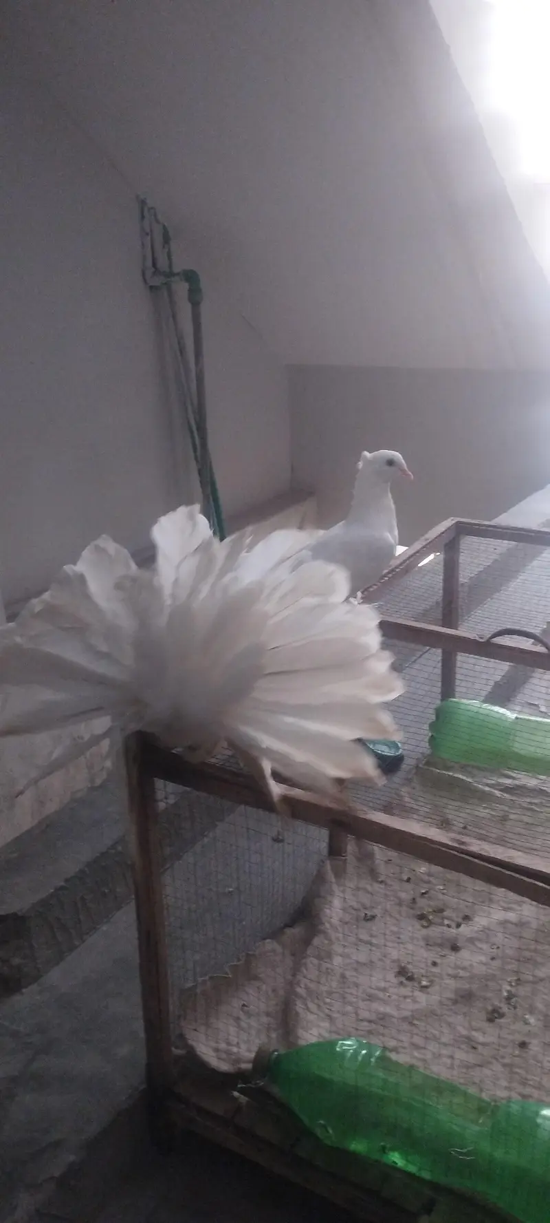American & English Fantail Lakha Breeder For Sale — photo 2