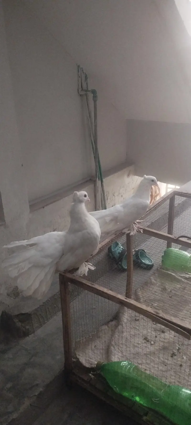 American & English Fantail Lakha Breeder For Sale — photo 3