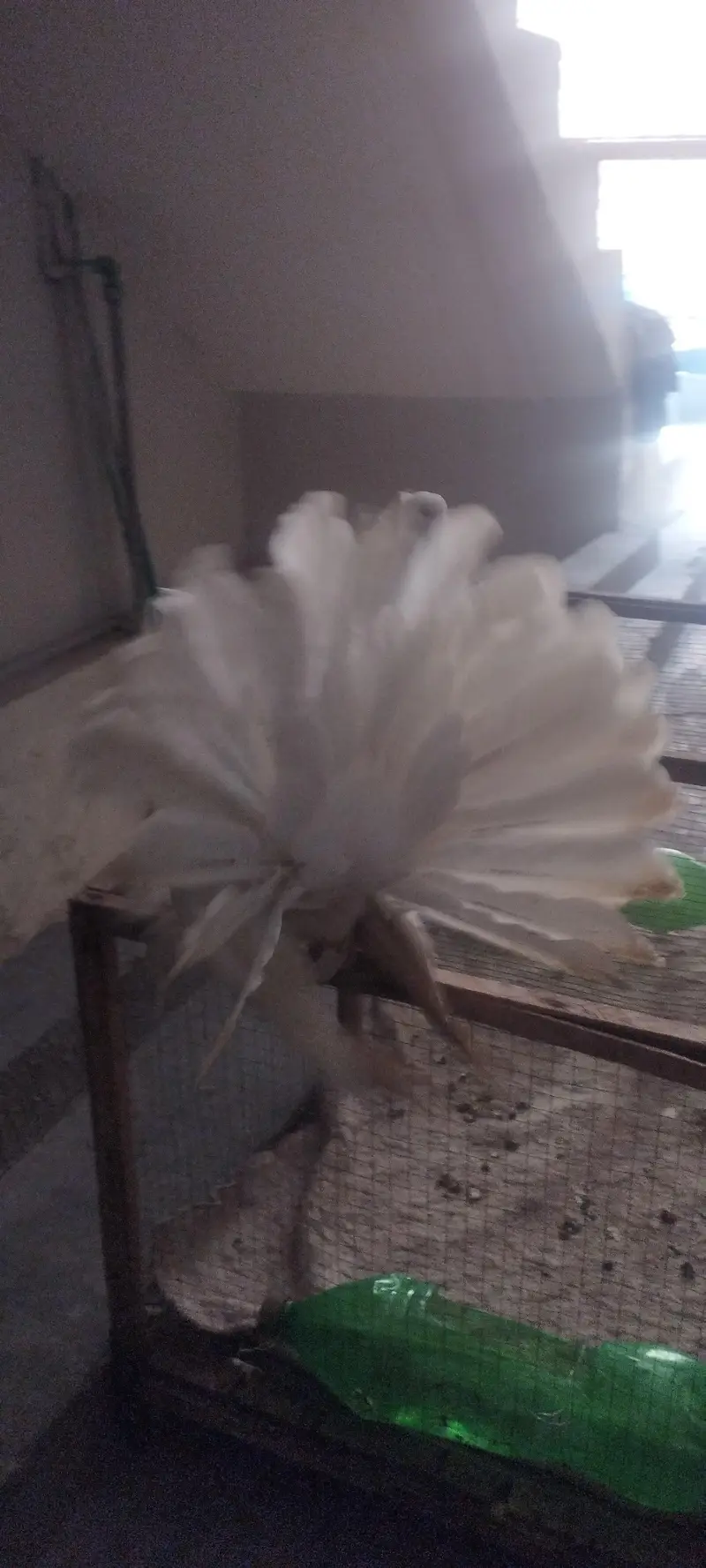 American & English Fantail Lakha Breeder For Sale — photo 4