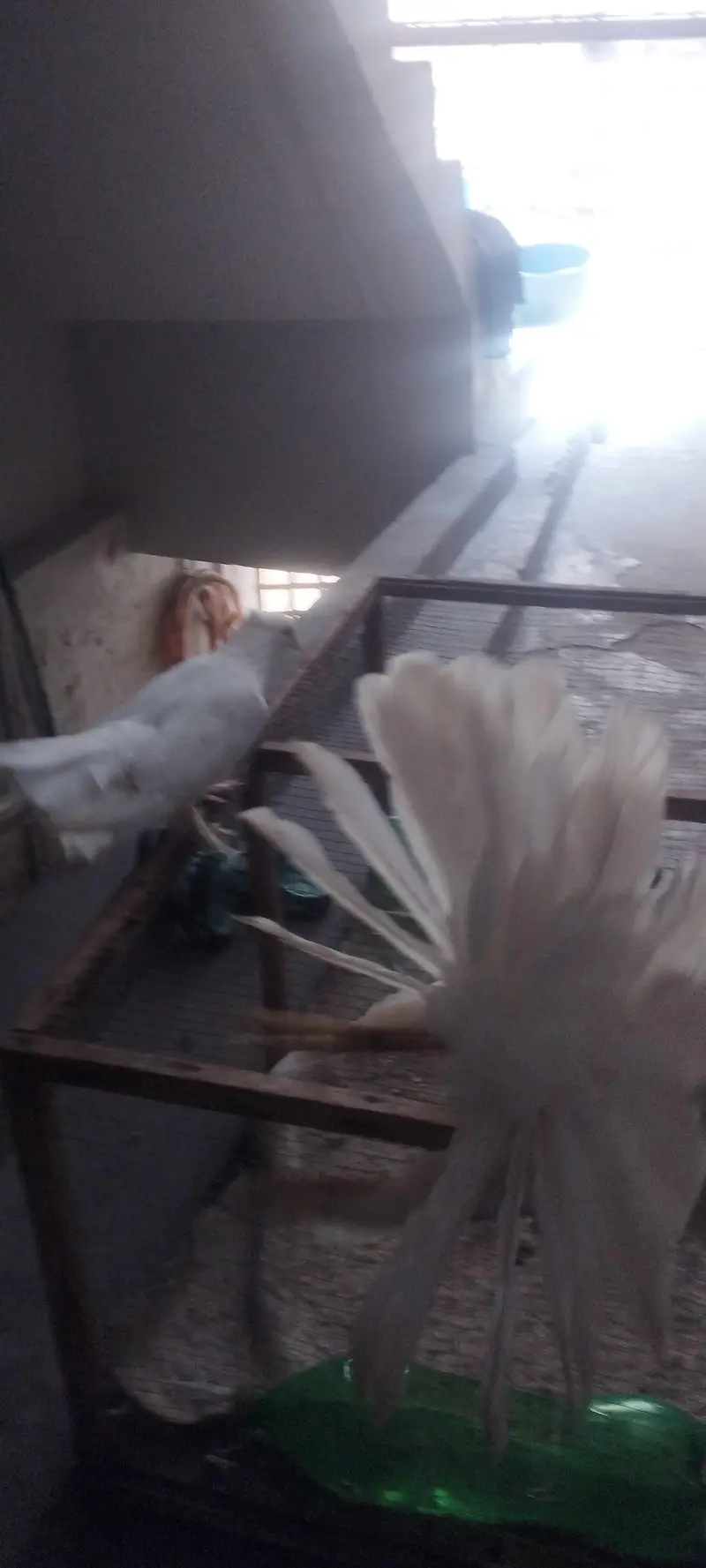 American & English Fantail Lakha Breeder For Sale — photo 5