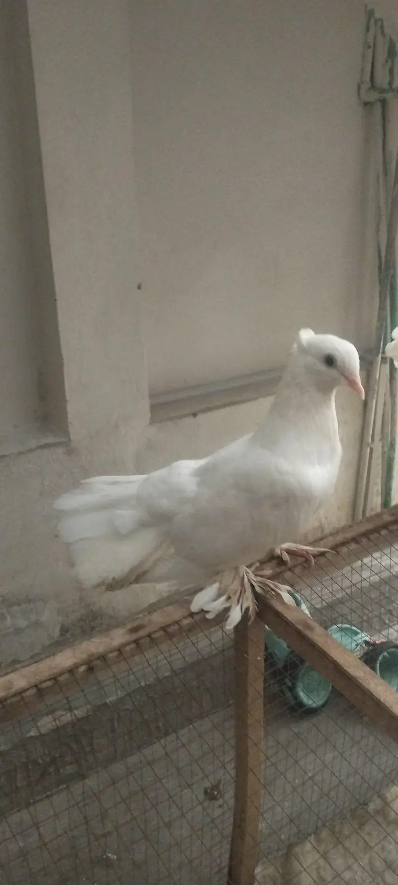 American & English Fantail Lakha Breeder For Sale — photo 6