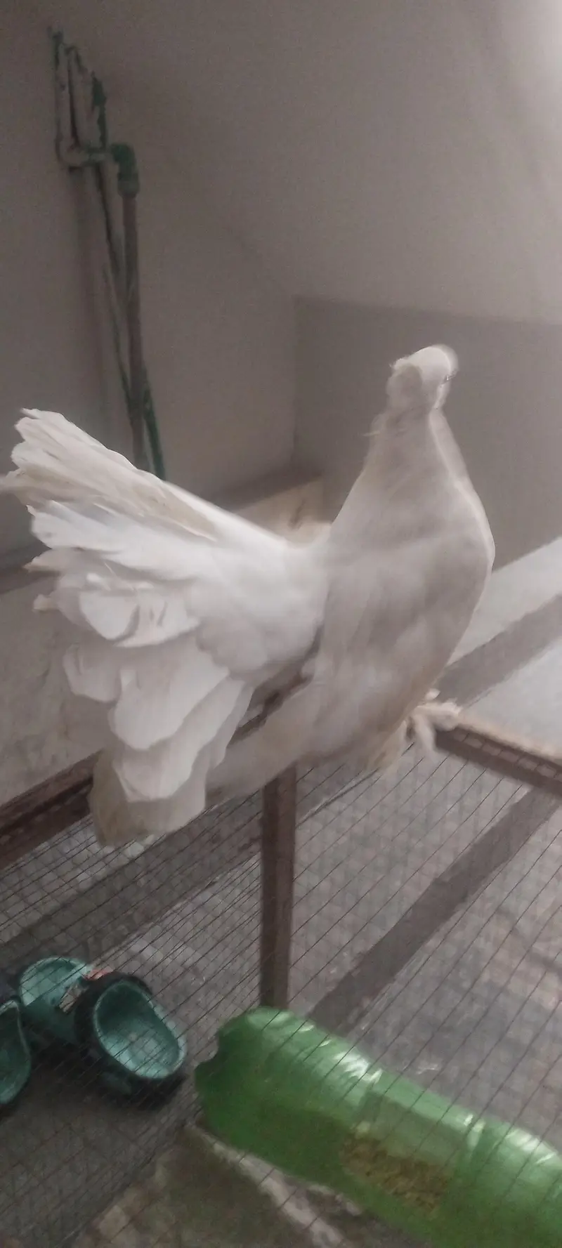American & English Fantail Lakha Breeder For Sale — photo 7