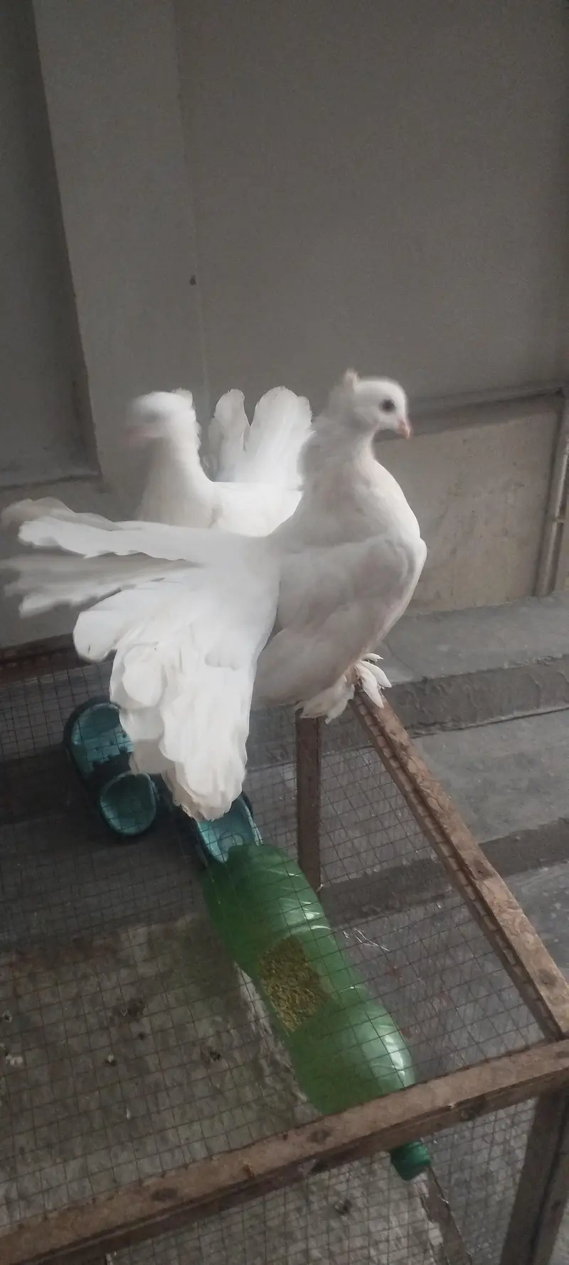 American & English Fantail Lakha Breeder For Sale — photo 8