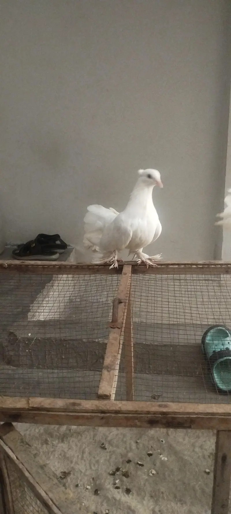 American & English Fantail Lakha Breeder For Sale — photo 9
