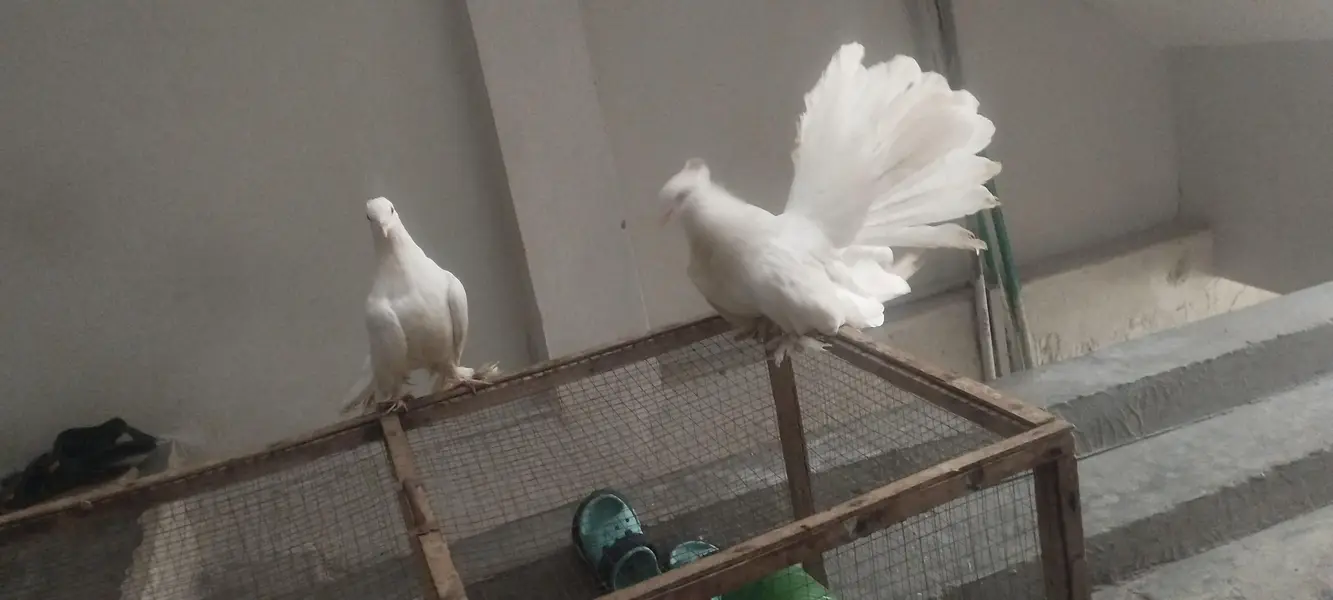American & English Fantail Lakha Breeder For Sale — photo 10
