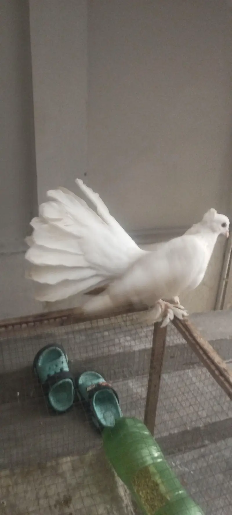 American & English Fantail Lakha Breeder For Sale — photo 11