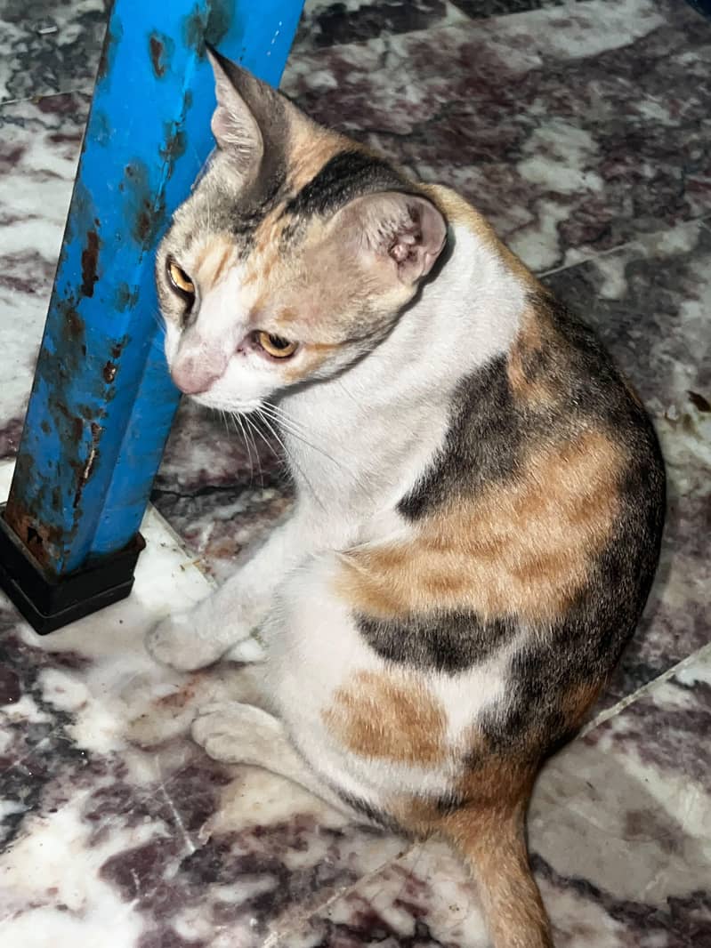 Cat Kichi 0