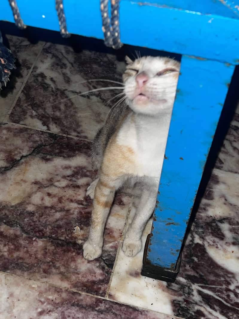 Cat Kichi 1