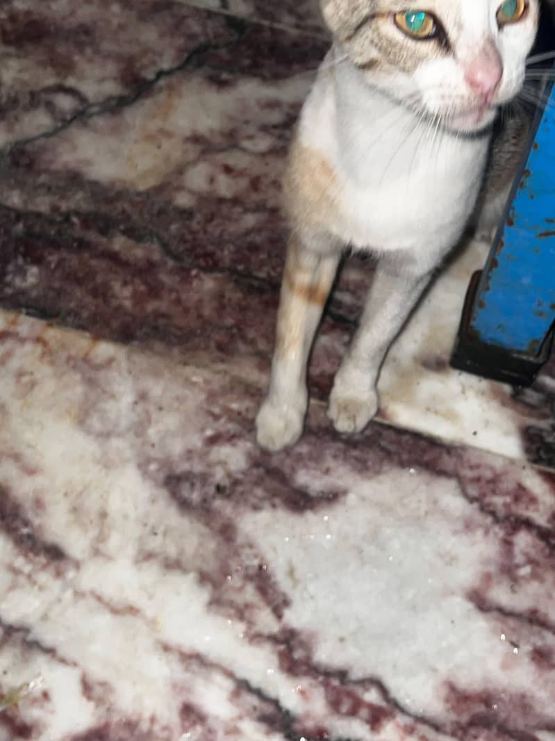 Cat Kichi 2