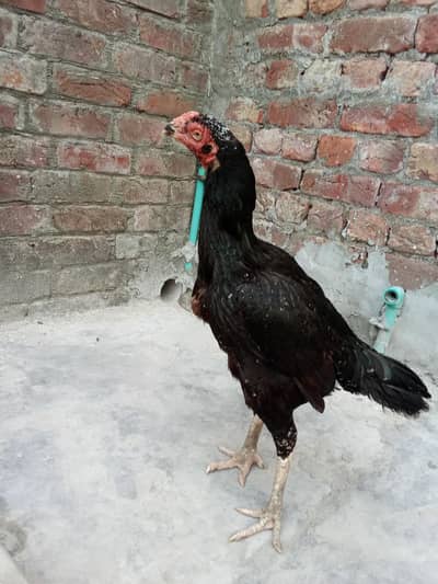 pure aseel female
