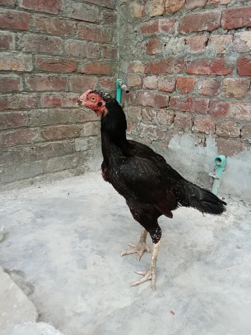 pure aseel female — photo 2