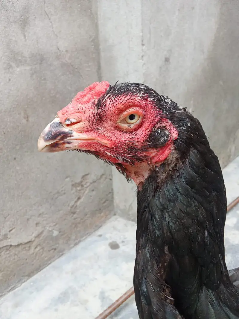 pure aseel female — photo 3
