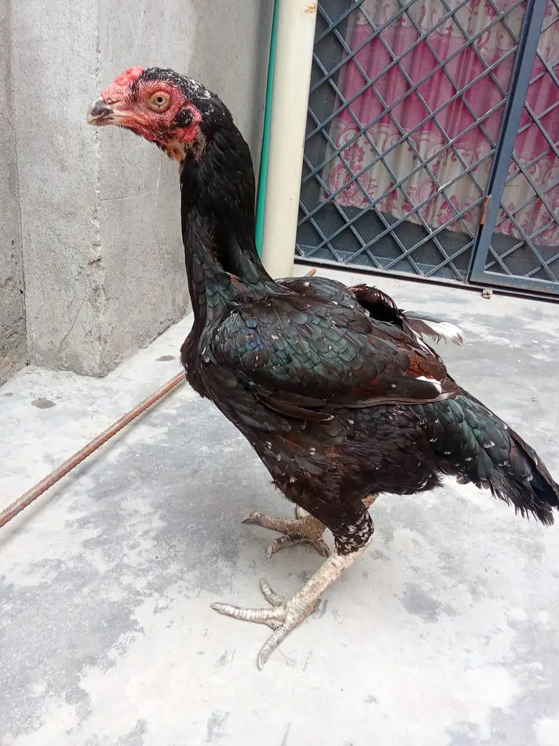 pure aseel female — photo 4