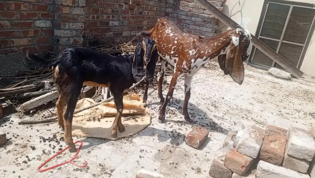 pure desi bkri with kid — photo 5