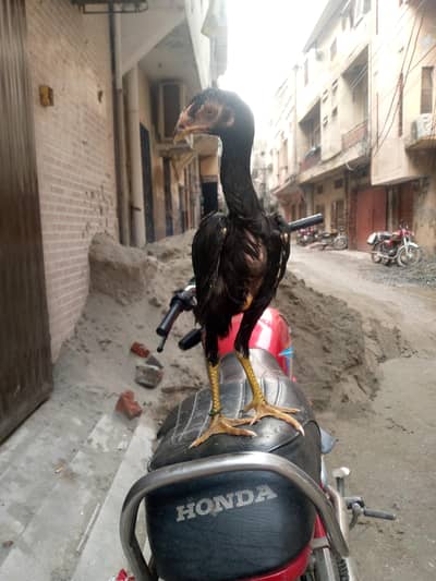 Shamo chick LONG HIGHT