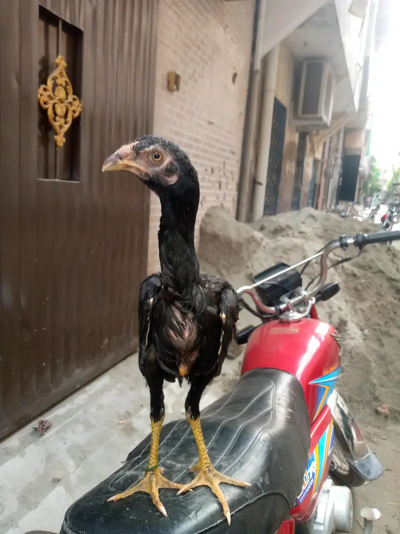 Shamo chick LONG HIGHT — photo 2