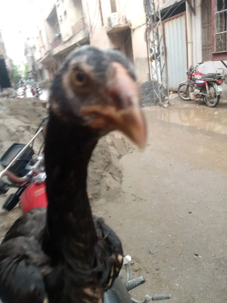 Shamo chick LONG HIGHT — photo 3