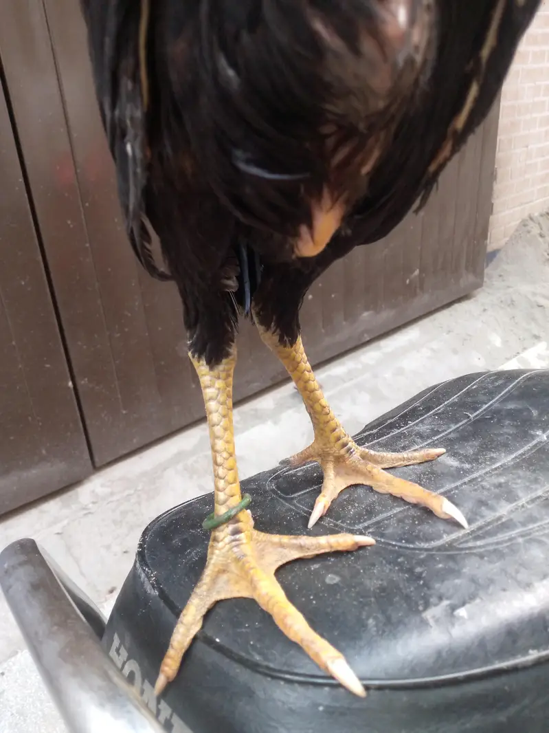 Shamo chick LONG HIGHT — photo 4
