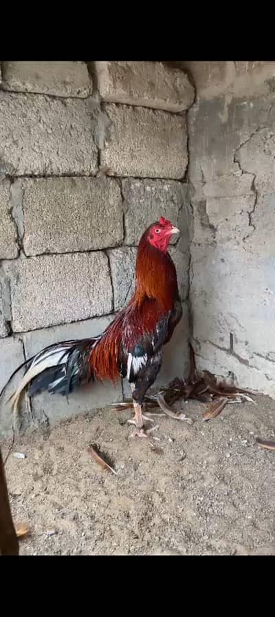 pure jagiri