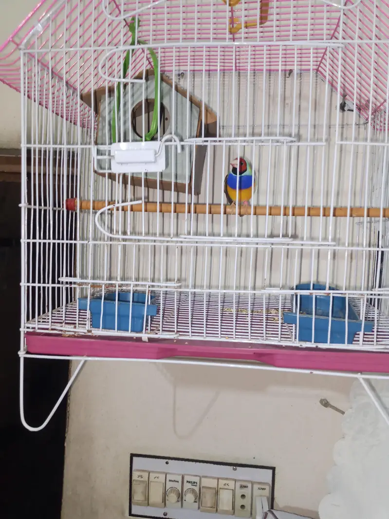 golden finch — photo 3