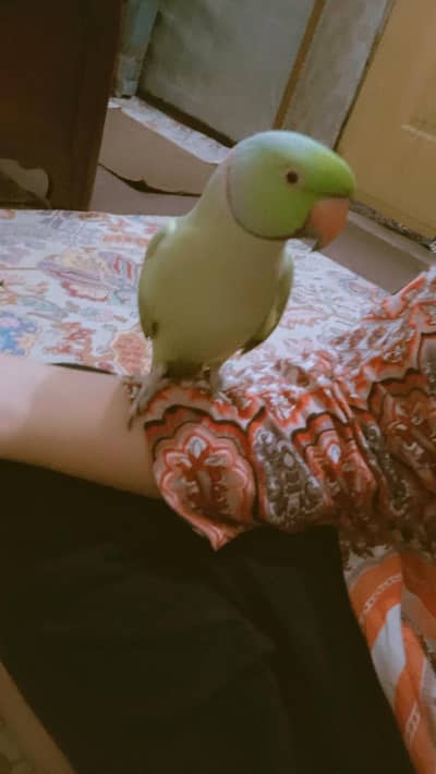 Green parrot