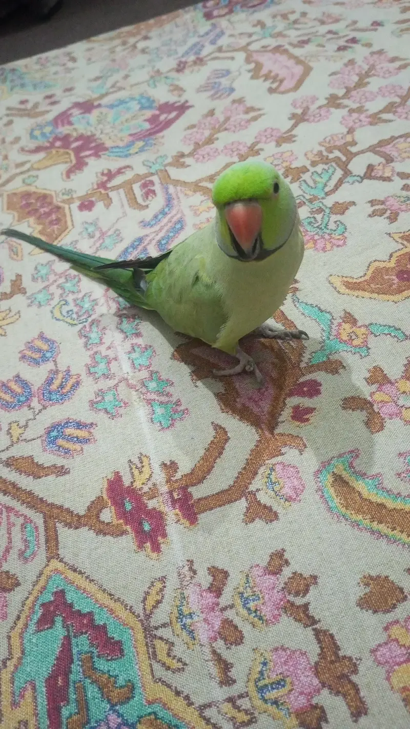 Green parrot — photo 2