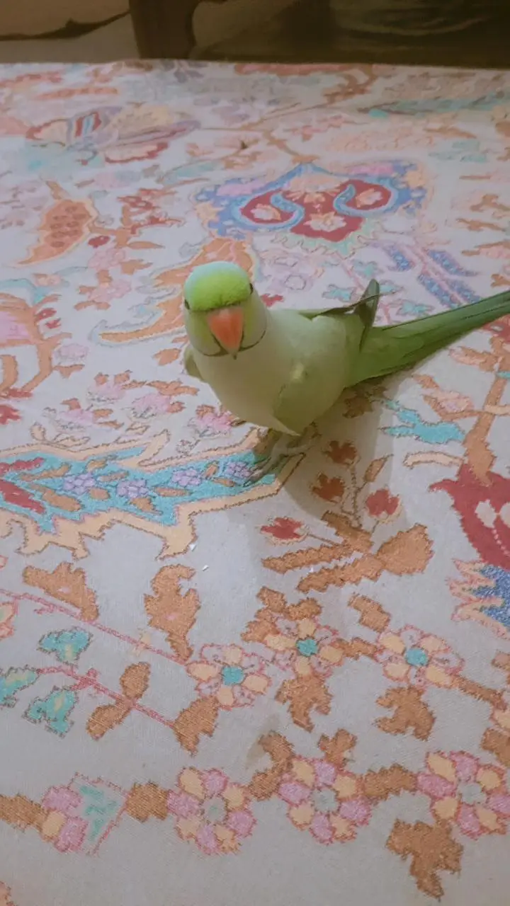 Green parrot — photo 3
