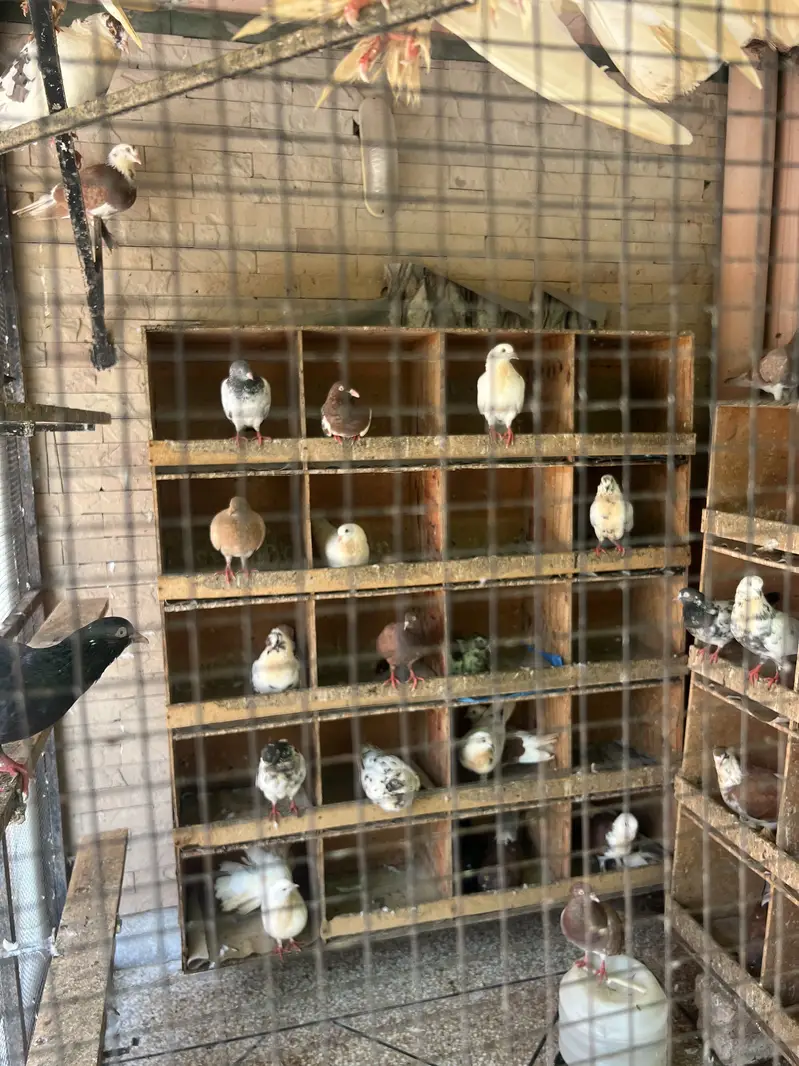 کبوتر۔ پانچ سو روپیہ — photo 2