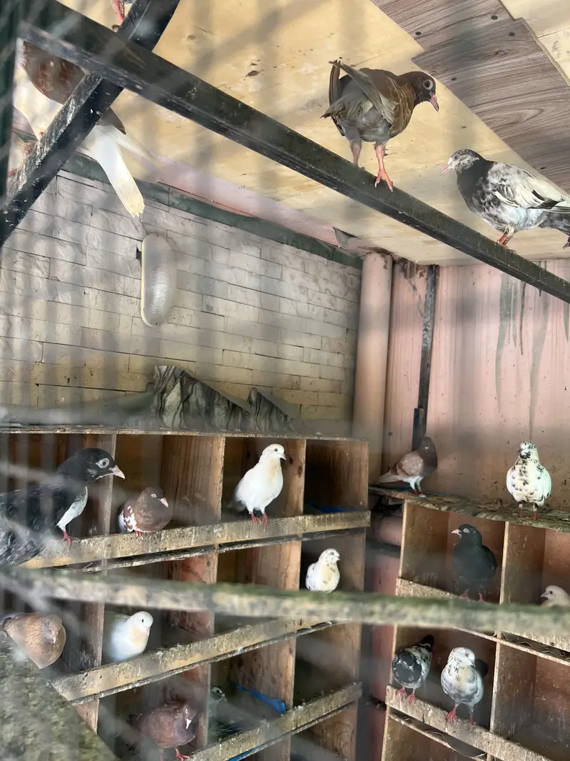 کبوتر۔ پانچ سو روپیہ — photo 3
