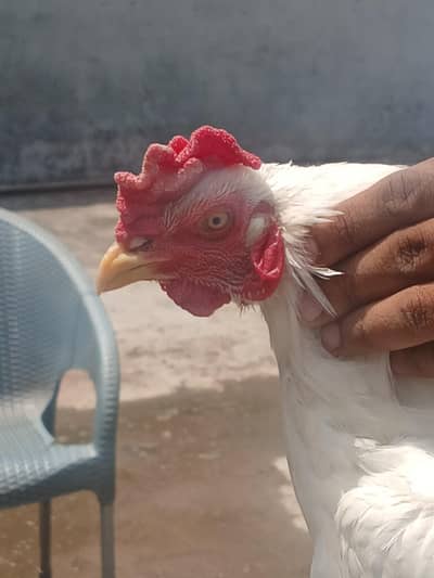 hera petha for sale
