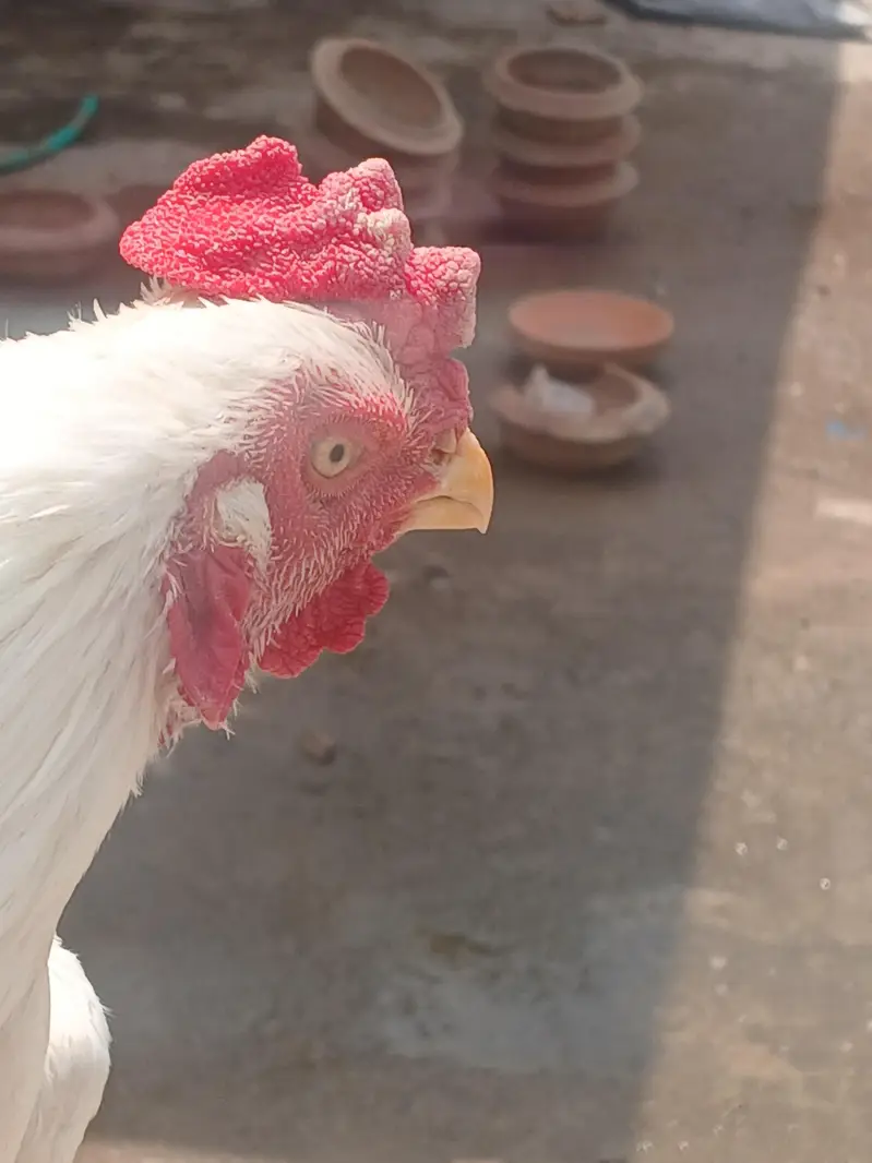 hera petha for sale — photo 2