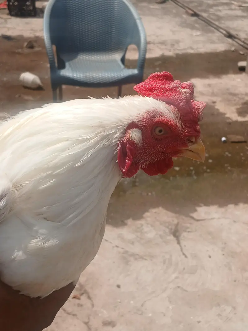 hera petha for sale — photo 3