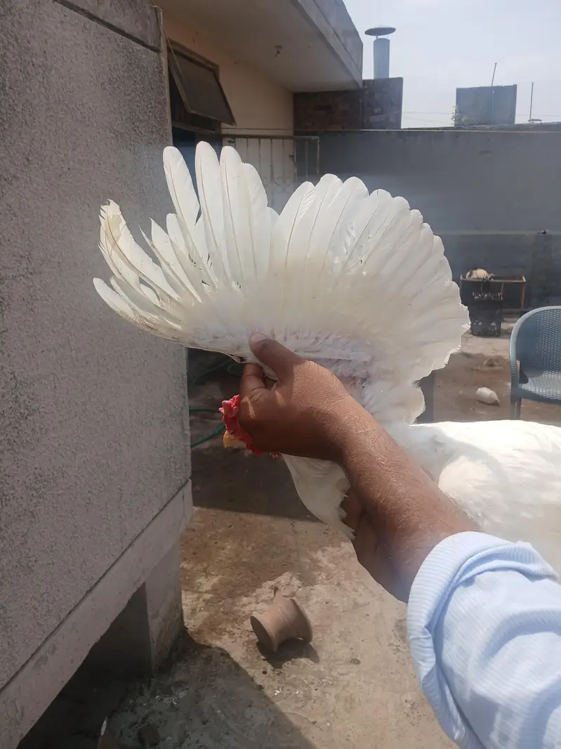 hera petha for sale — photo 4