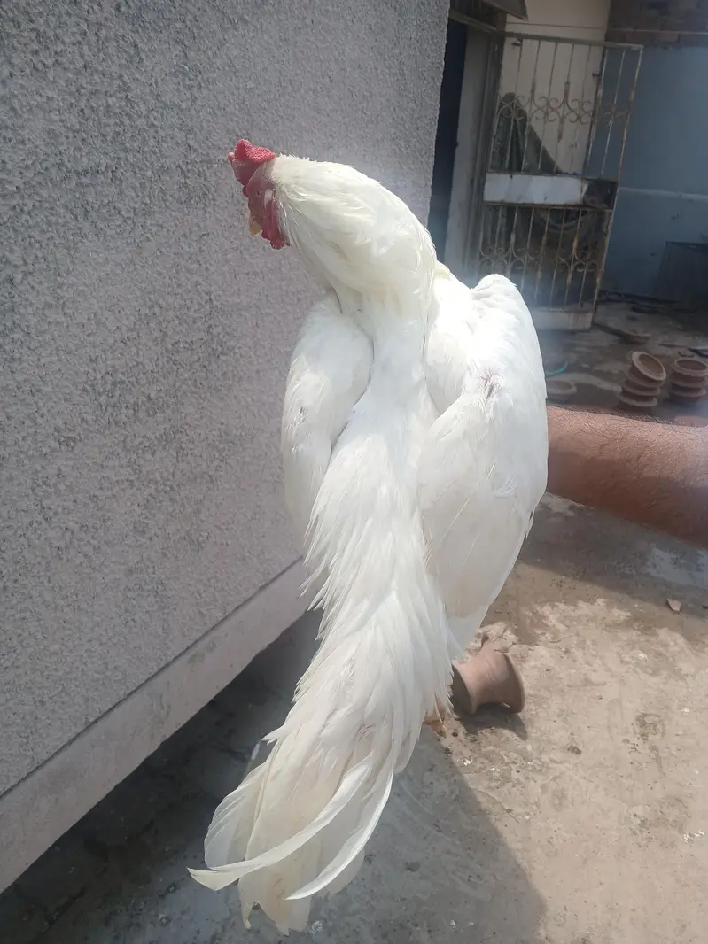 hera petha for sale — photo 6