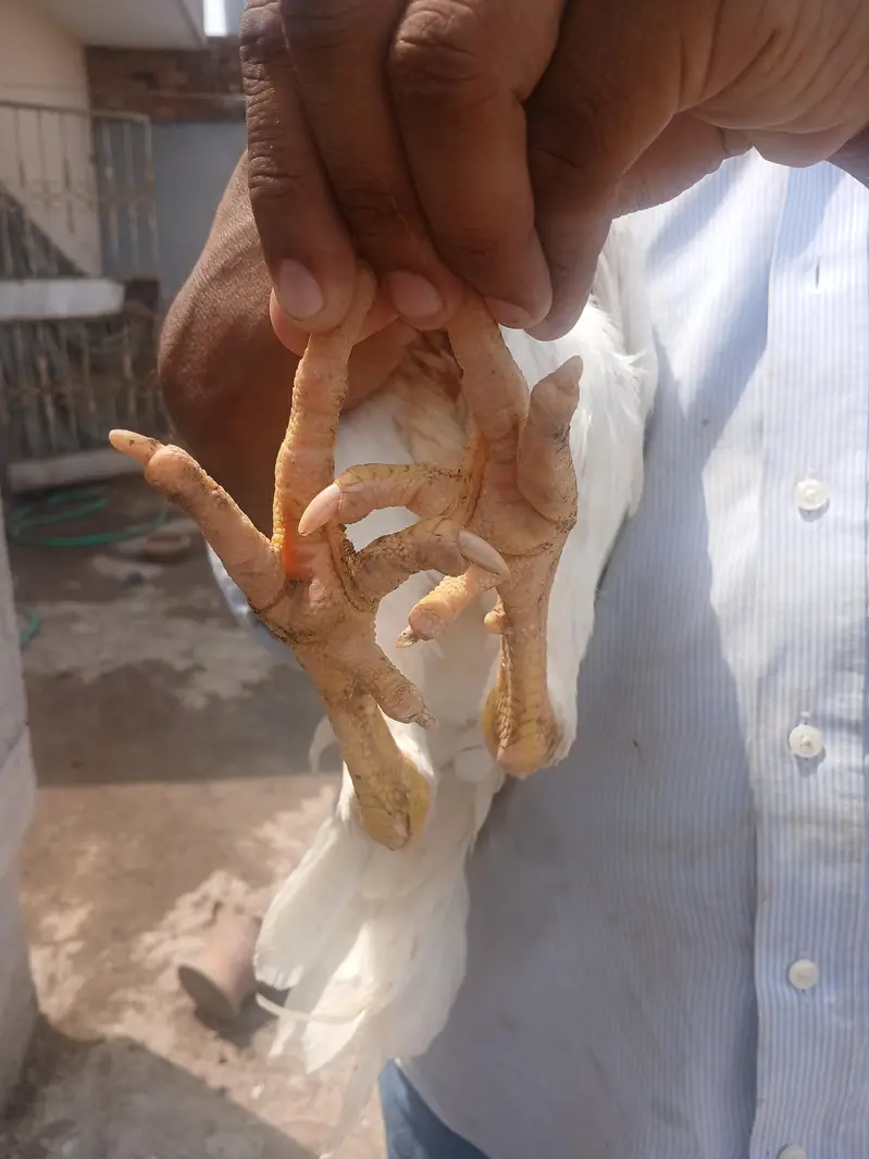 hera petha for sale — photo 8