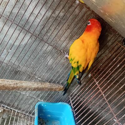 suncunyor bridar fimal  Dna astrlin parrot love birds  finch