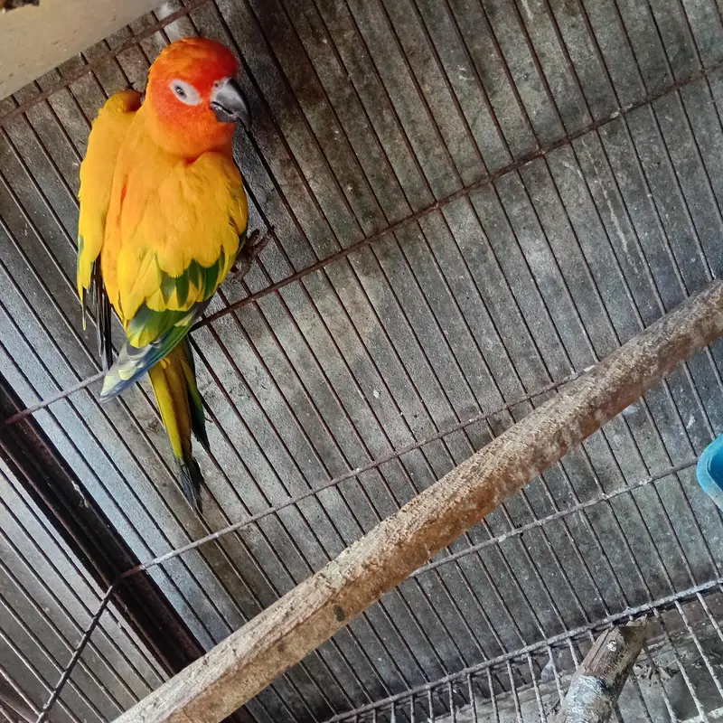 sun conure bridar fimal with Dna astrlin parrot love birds  finch — photo 2