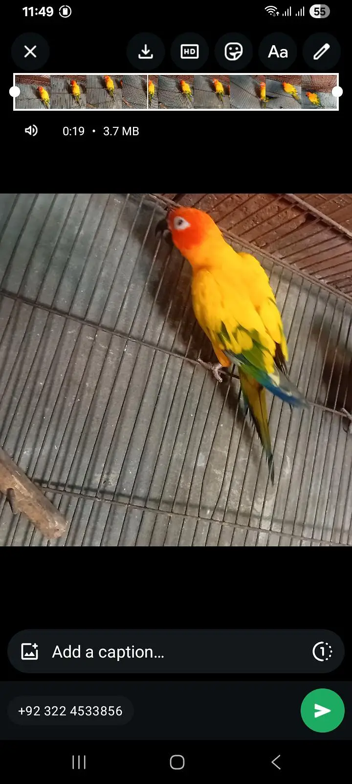 sun conure bridar fimal with Dna astrlin parrot love birds  finch — photo 3